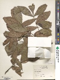 Carya texana image