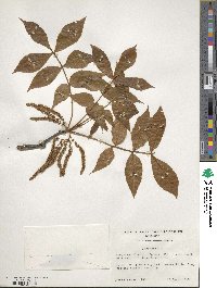 Carya texana image