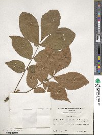 Carya texana image