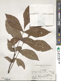 Carya texana image