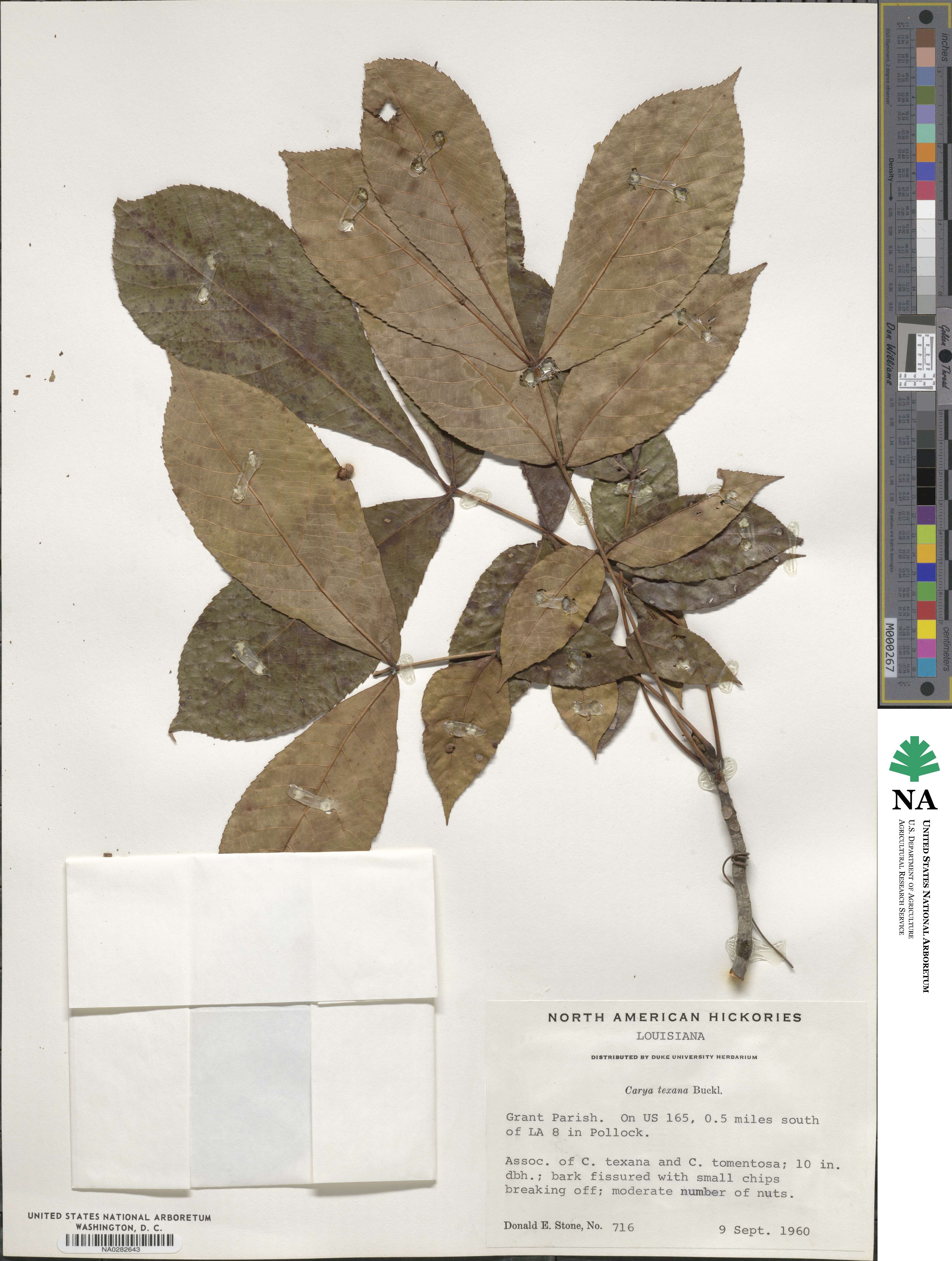 Carya texana image