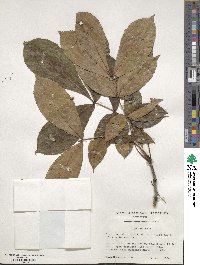 Carya texana image