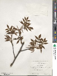 Carya texana image