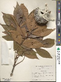 Carya texana image