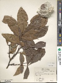 Carya texana image