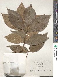 Carya texana image