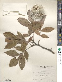 Carya texana image