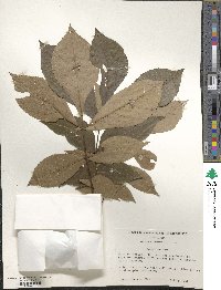 Carya texana image