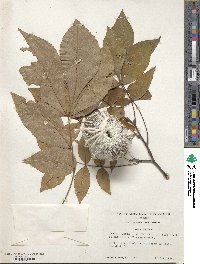 Carya texana image