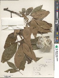 Carya texana image