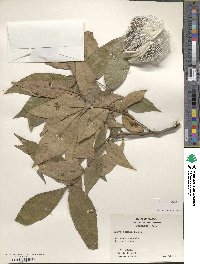 Carya texana image