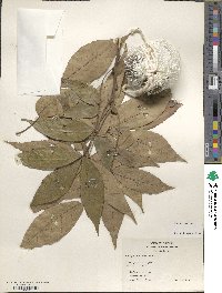 Carya texana image