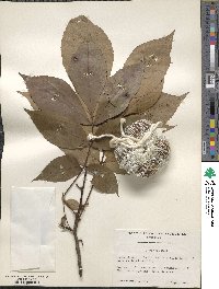 Carya texana image