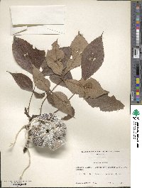 Carya texana image