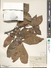 Carya texana image