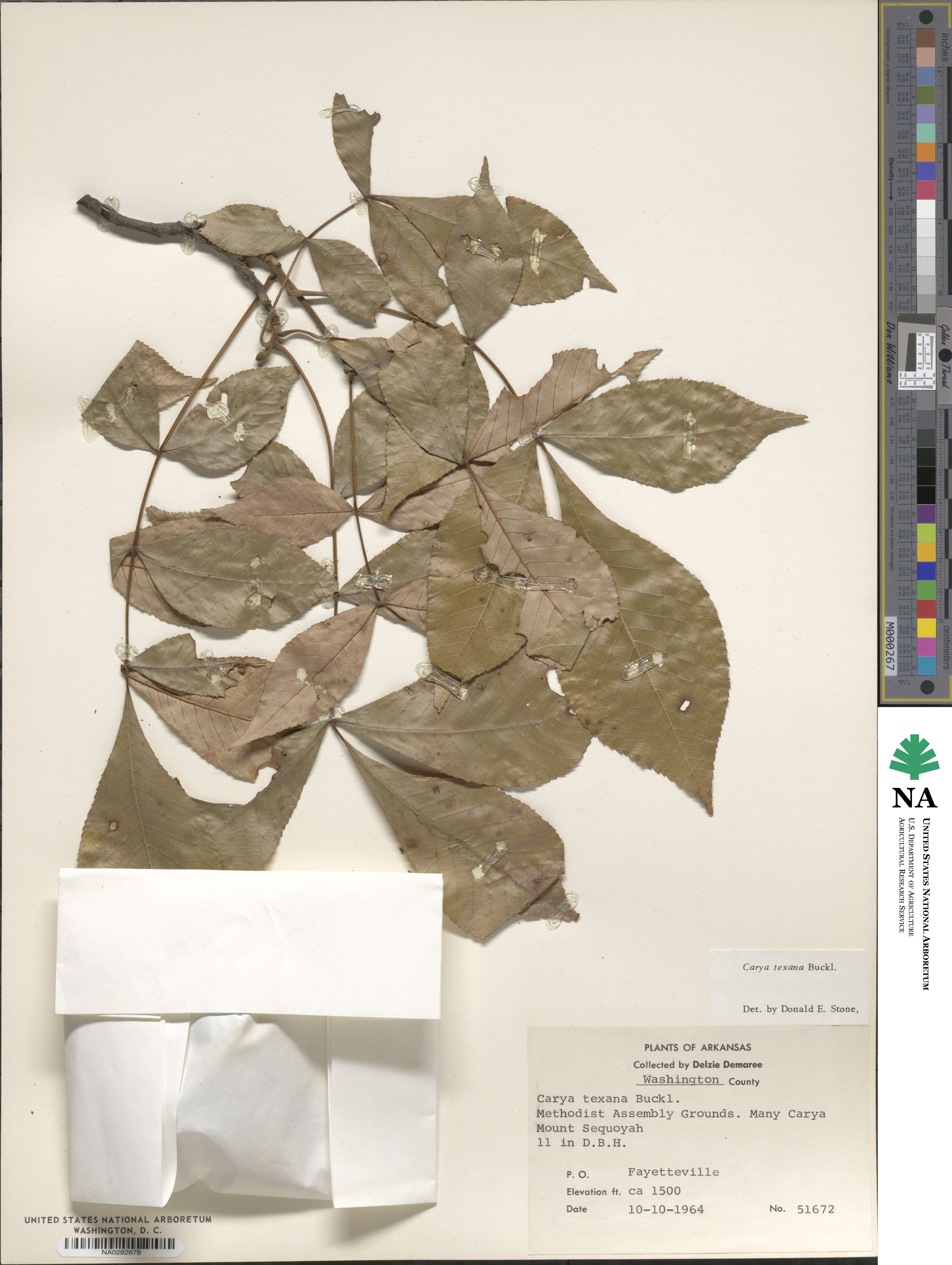 Carya texana image