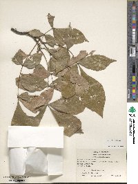 Carya texana image