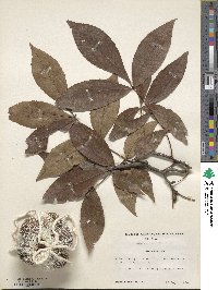 Carya texana image