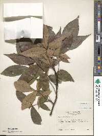 Carya texana image