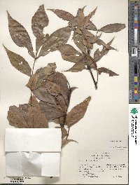 Carya texana image