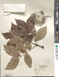 Carya texana image