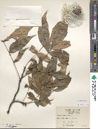 Carya texana image