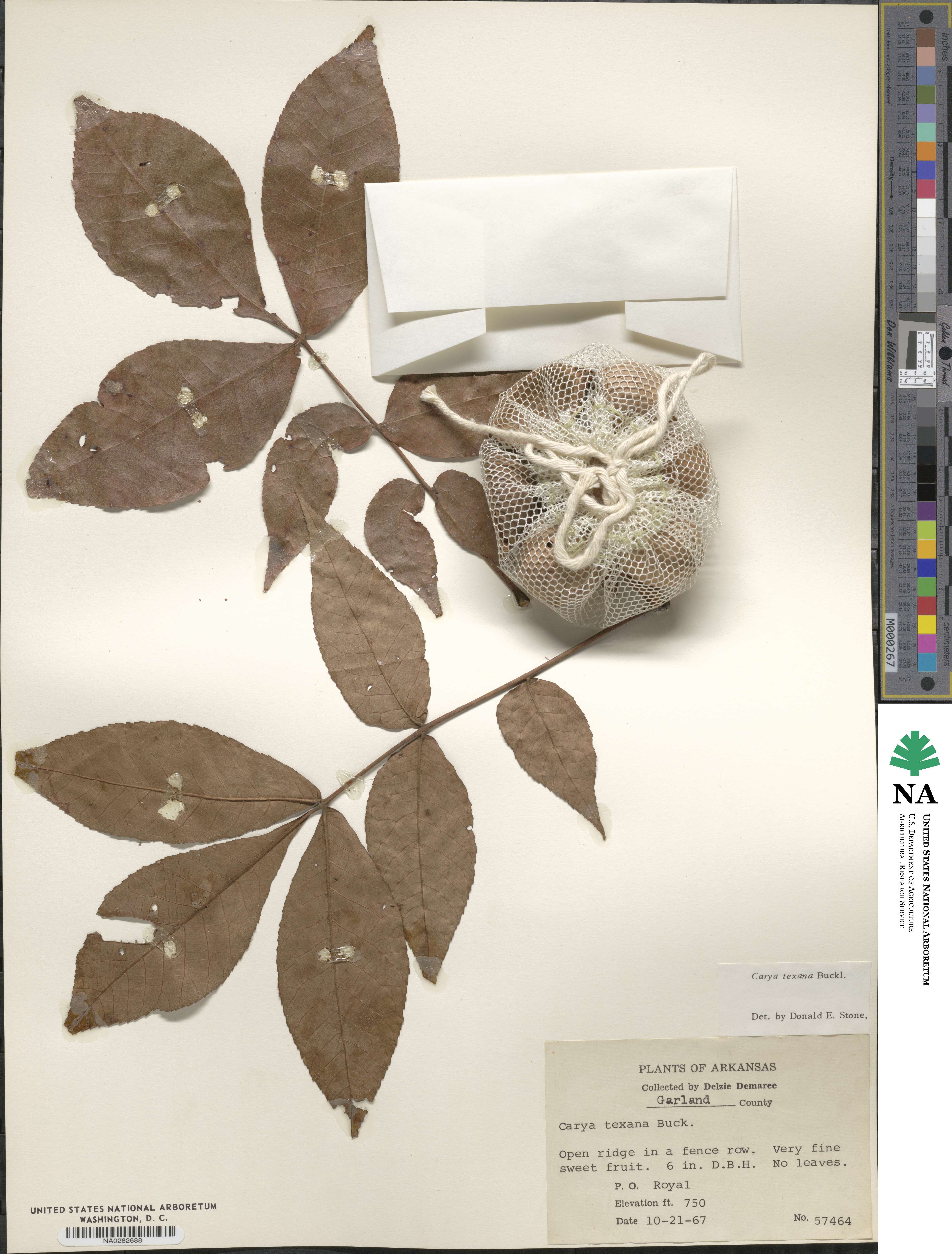 Carya texana image