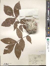 Carya texana image