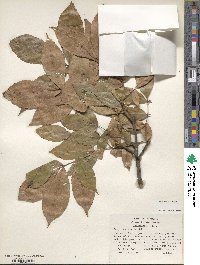 Carya texana image