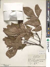 Carya texana image