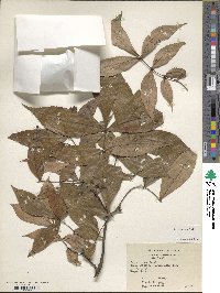 Carya texana image