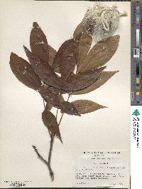 Carya texana image