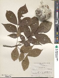 Carya texana image