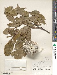 Carya texana image