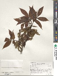 Carya texana image