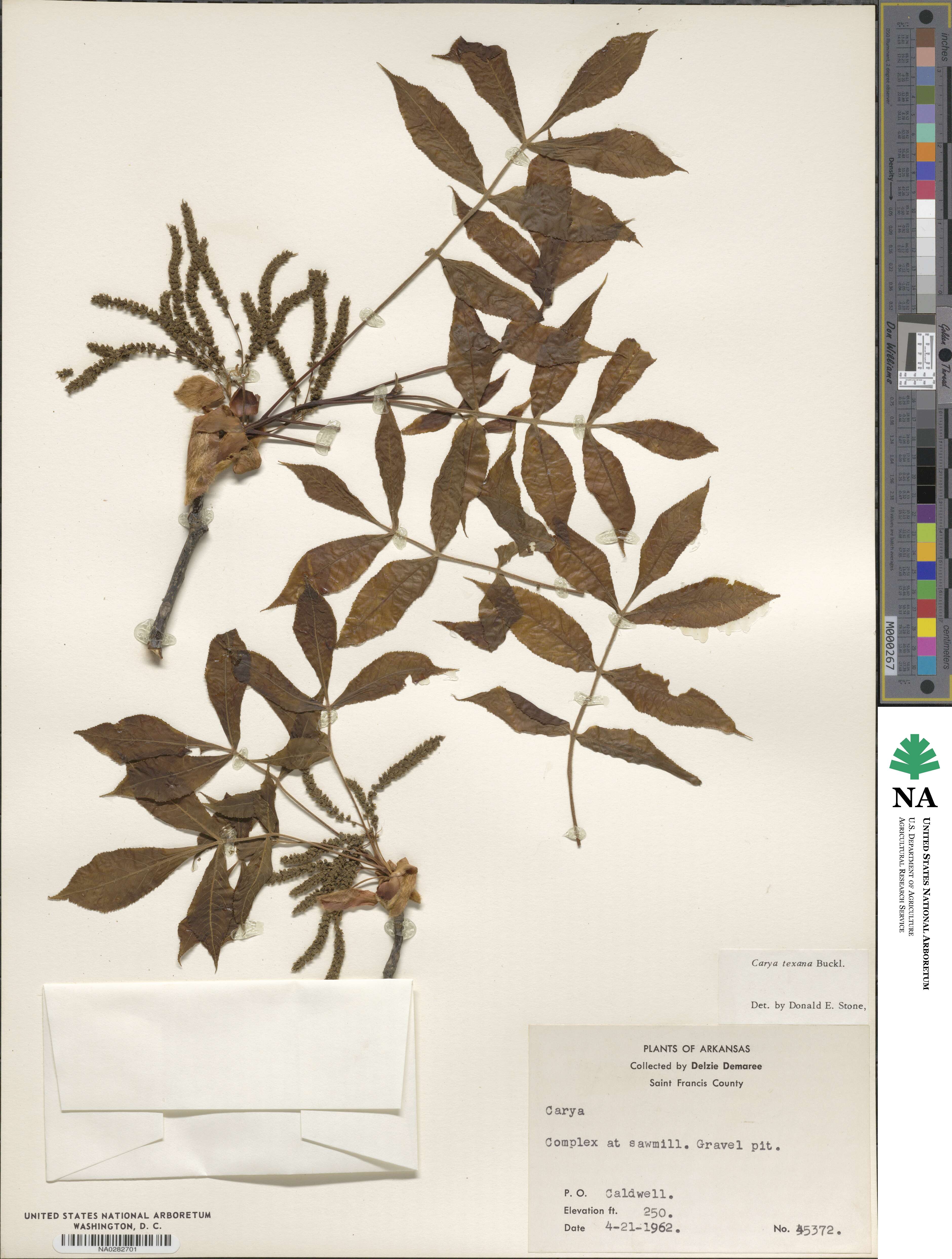 Carya texana image