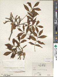 Carya texana image