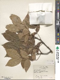 Carya texana image