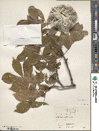 Carya texana image