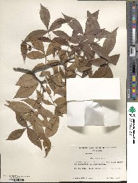 Carya texana image