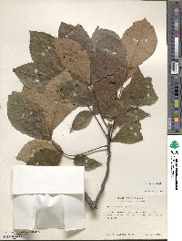 Carya texana image