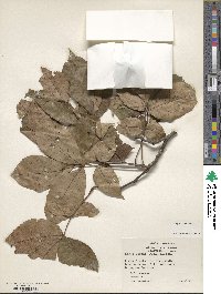 Carya texana image