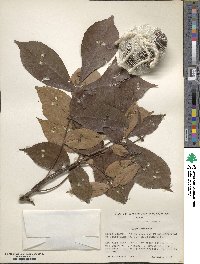 Carya texana image