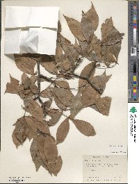 Carya texana image