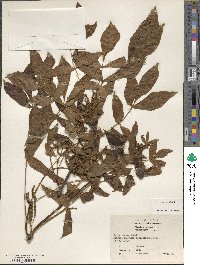 Carya texana image