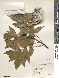 Carya texana image