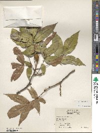 Carya texana image