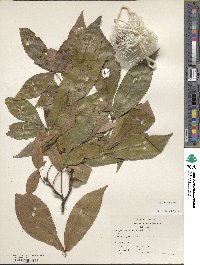 Carya texana image