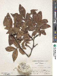 Carya texana image