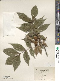 Carya texana image